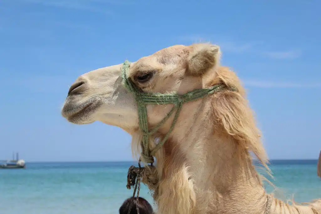 Close-up of an Arabian camel enjoying a sunny day at the beach with ocean backdrop.